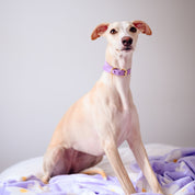 Collier pour chien violet large
