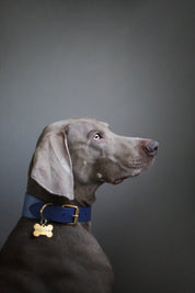 Collier de chien bleu foncé large