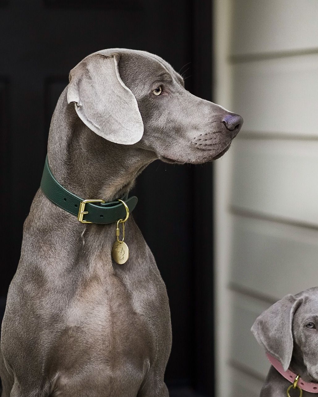 Collier de chien large vert foncé