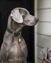 Collier de chien large vert foncé