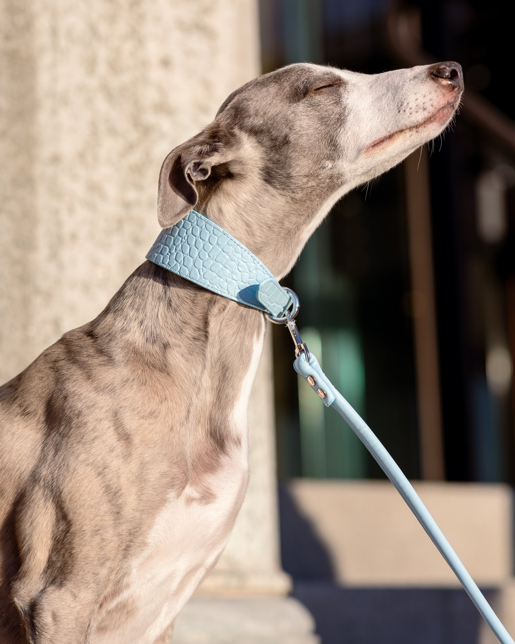 Laisse pour chien bleu ciel pour chiot