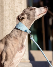 Laisse pour chien bleu ciel pour chiot