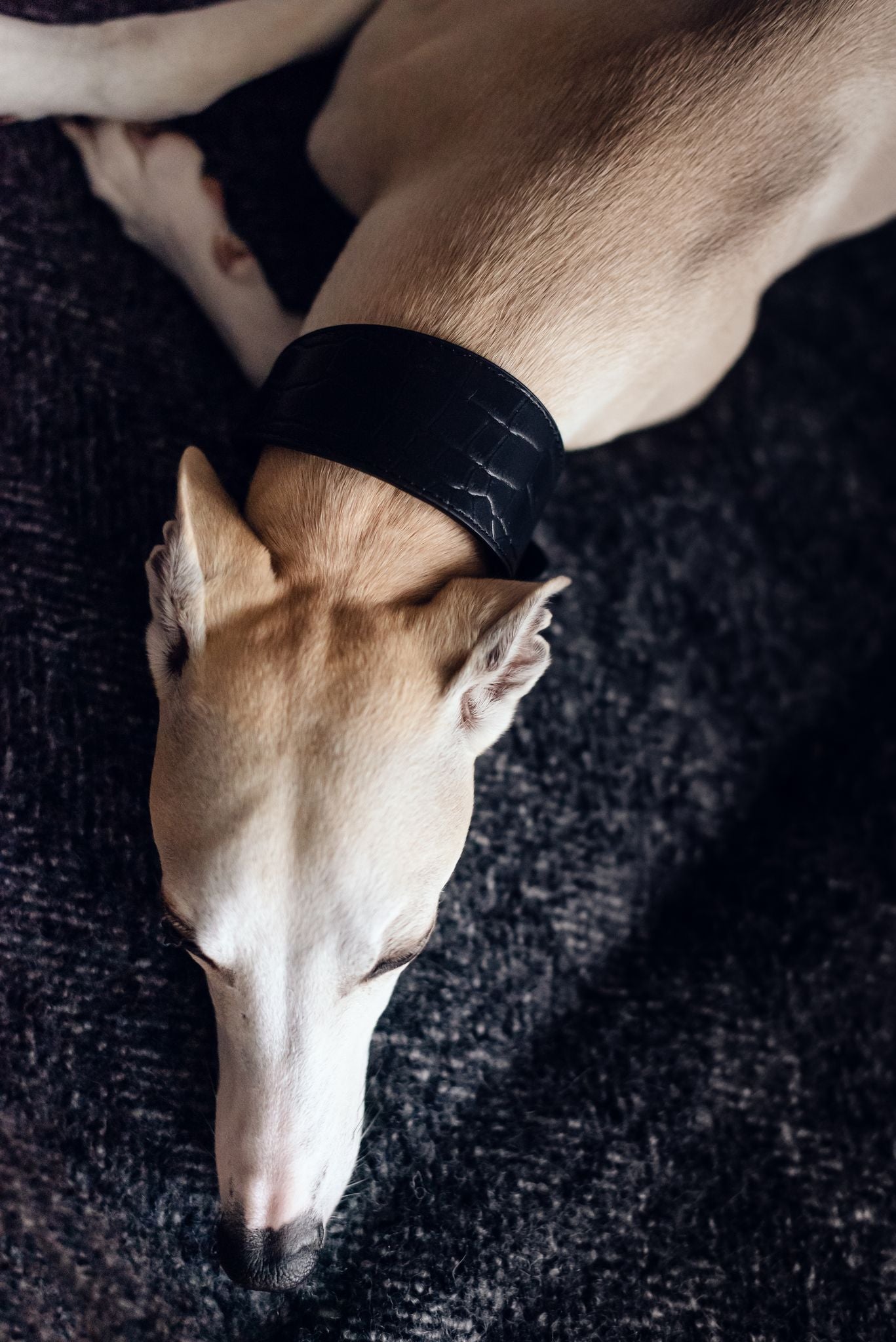 Collier de chien large en croco noir