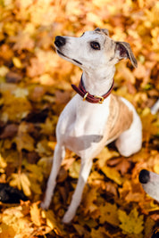 Collier de chien bordeaux large