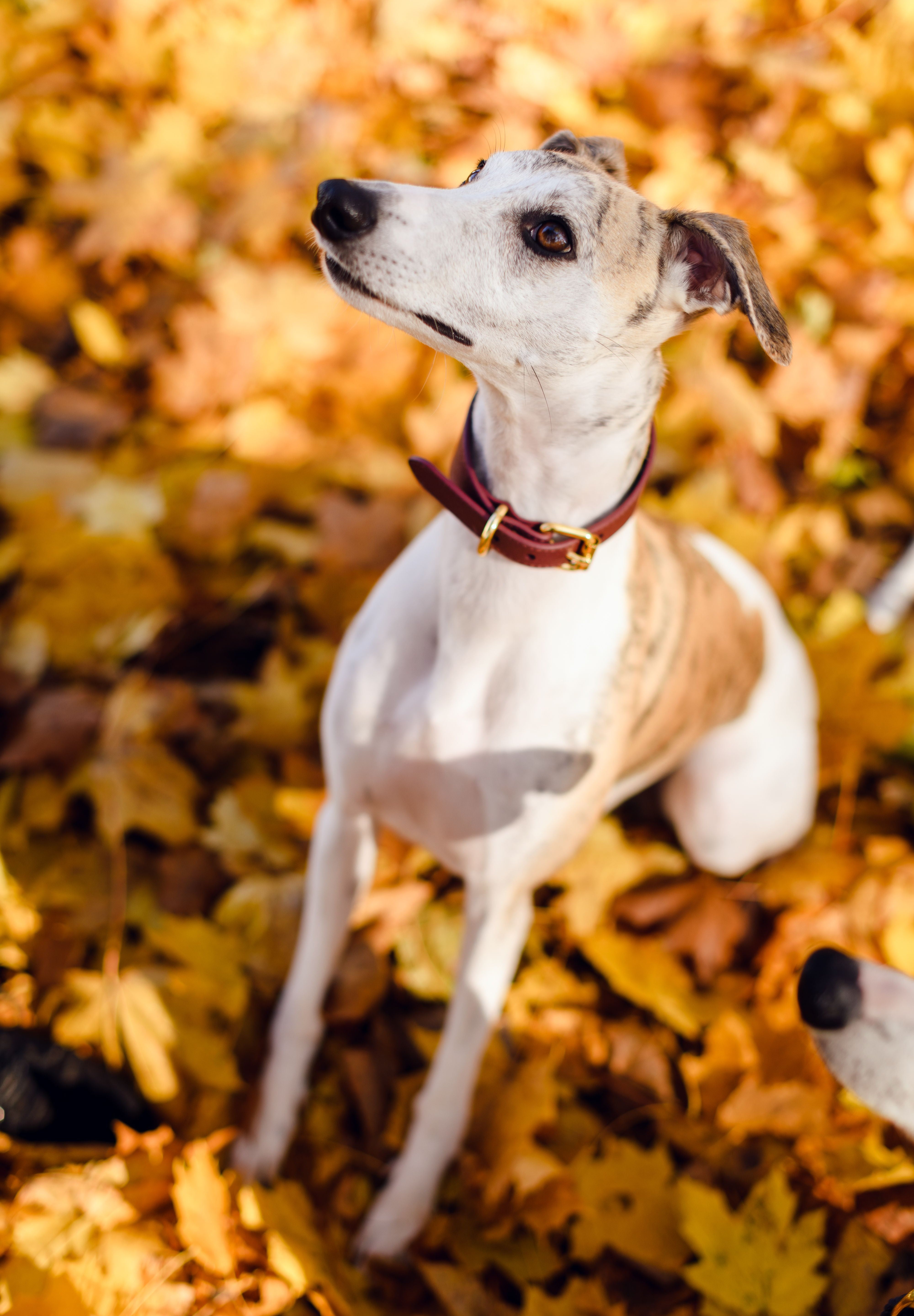 Collier de chien bordeaux large