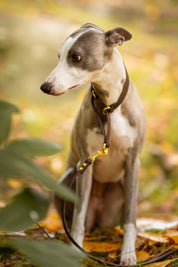 Martingale large pour chien en brun café