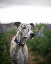 Collier de chien bleu foncé large