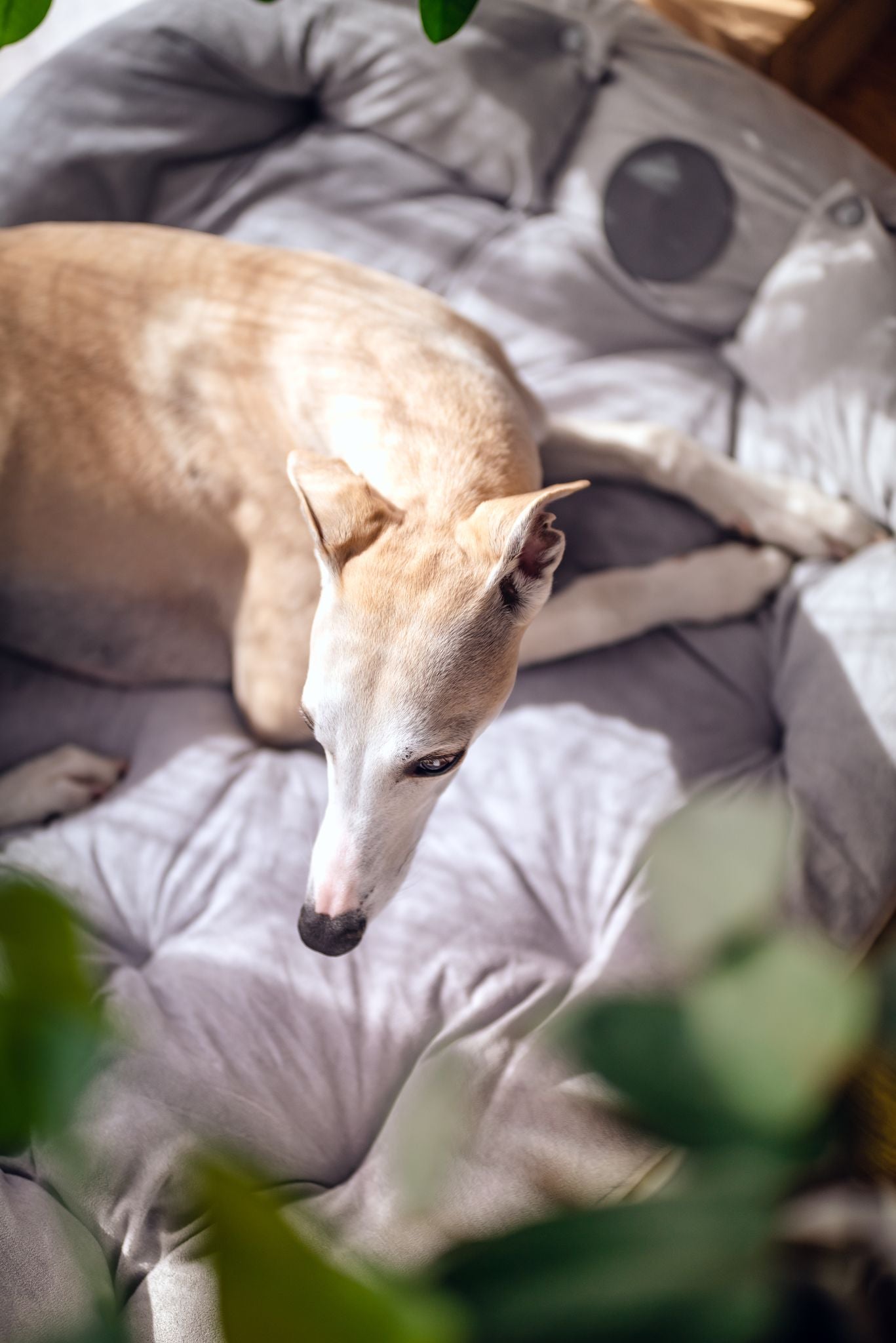 Lit pour chien gris 3 en 0