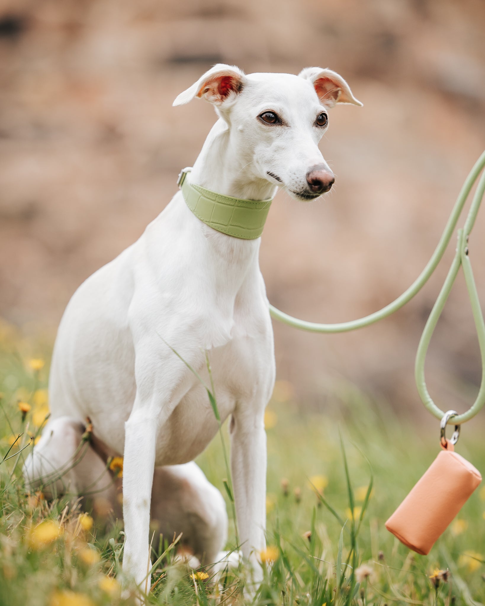 Laisse pour chien vert pastel