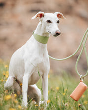 Laisse pour chien vert pastel