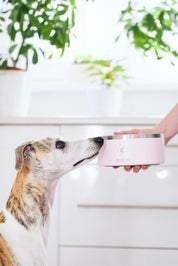 Bol pour chien rose clair
