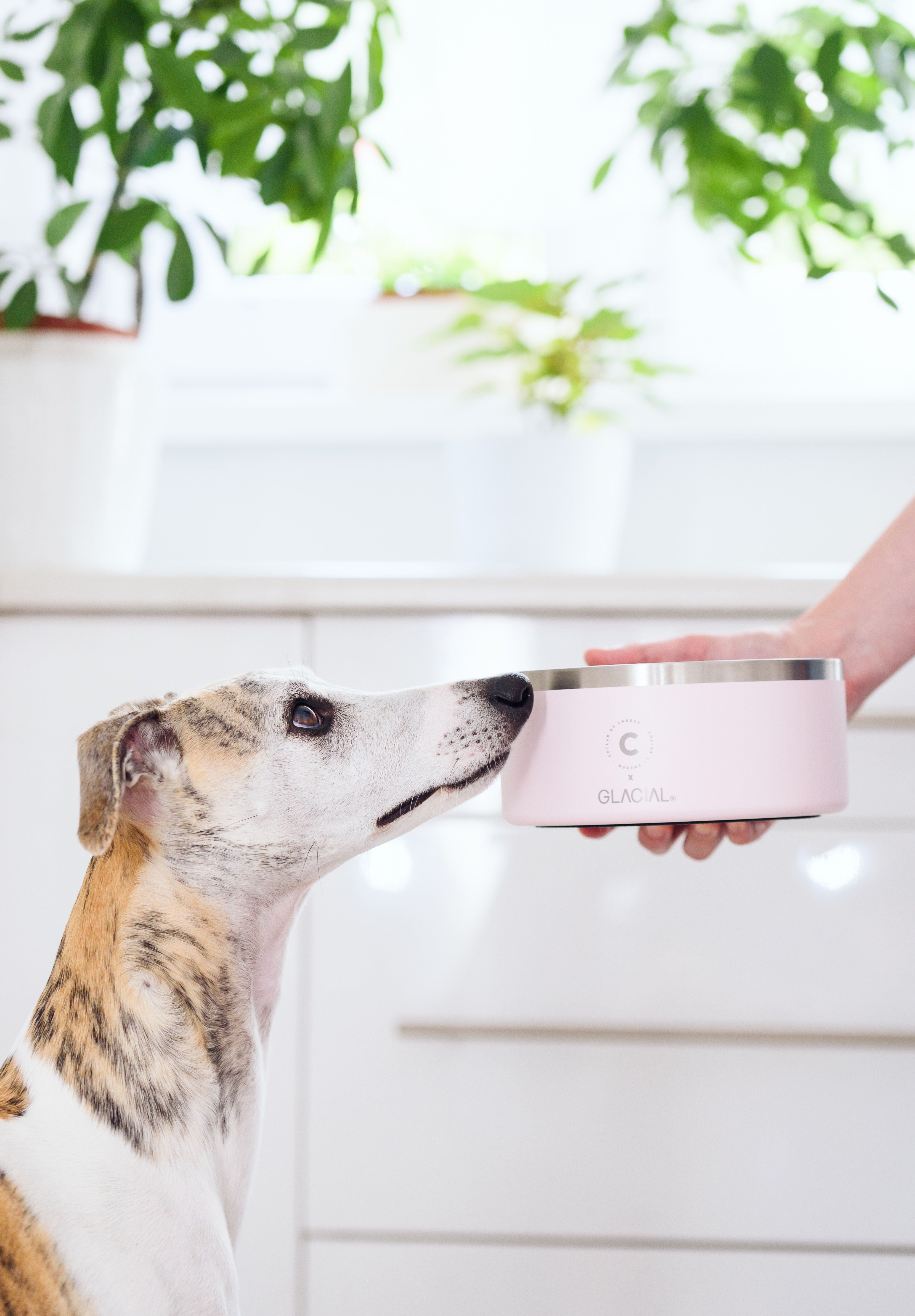 Bol pour chien rose clair