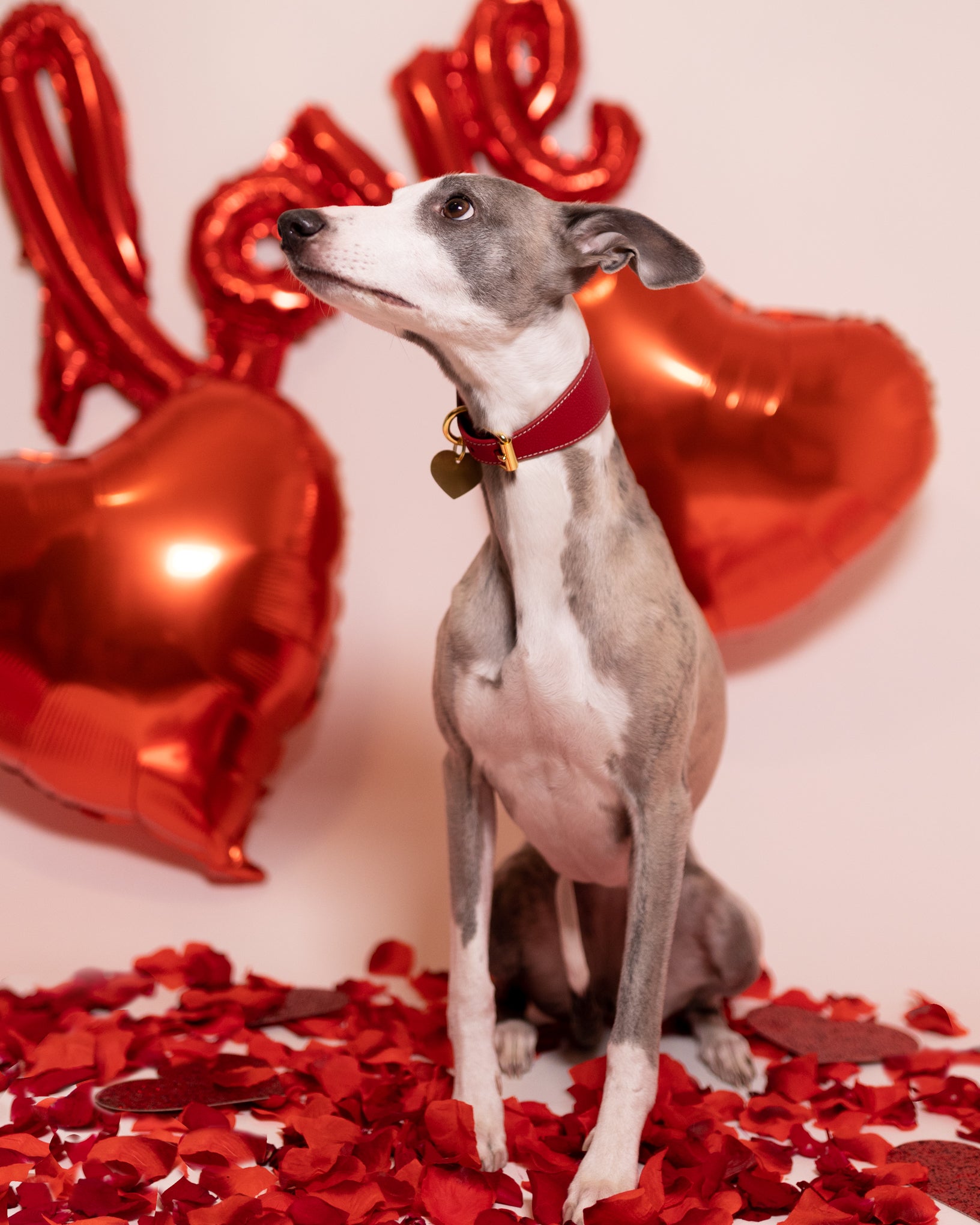 Collier de chien rouge large