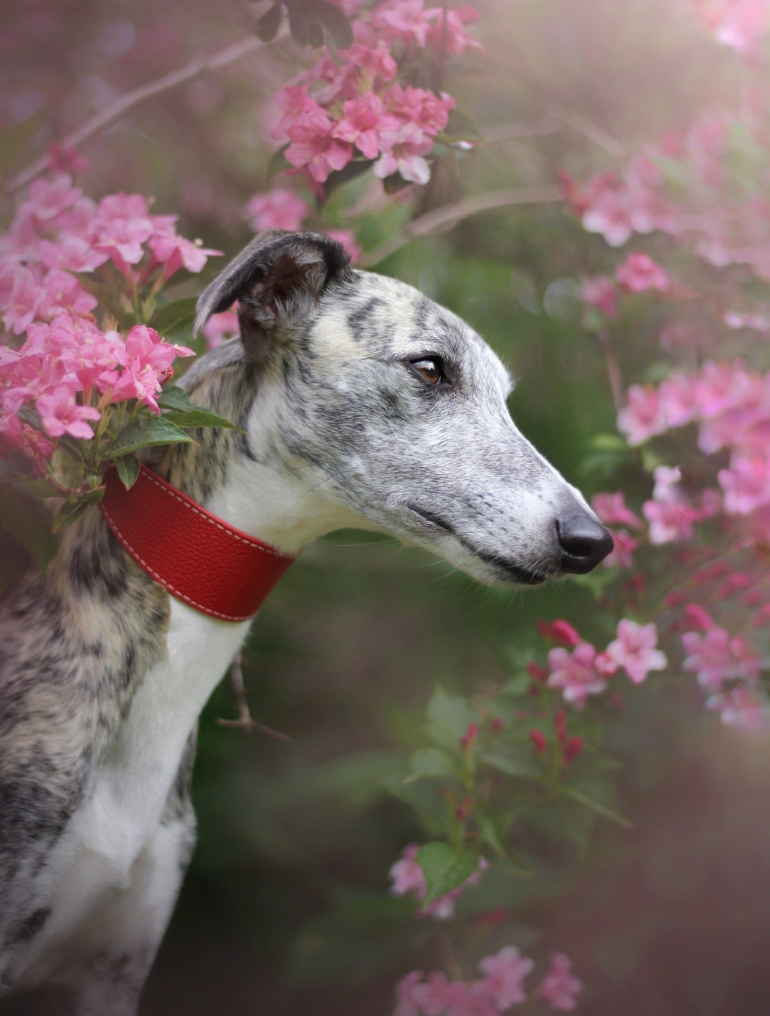 Collier de chien rouge large