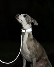 Collier de chien réfléchissant en argent large