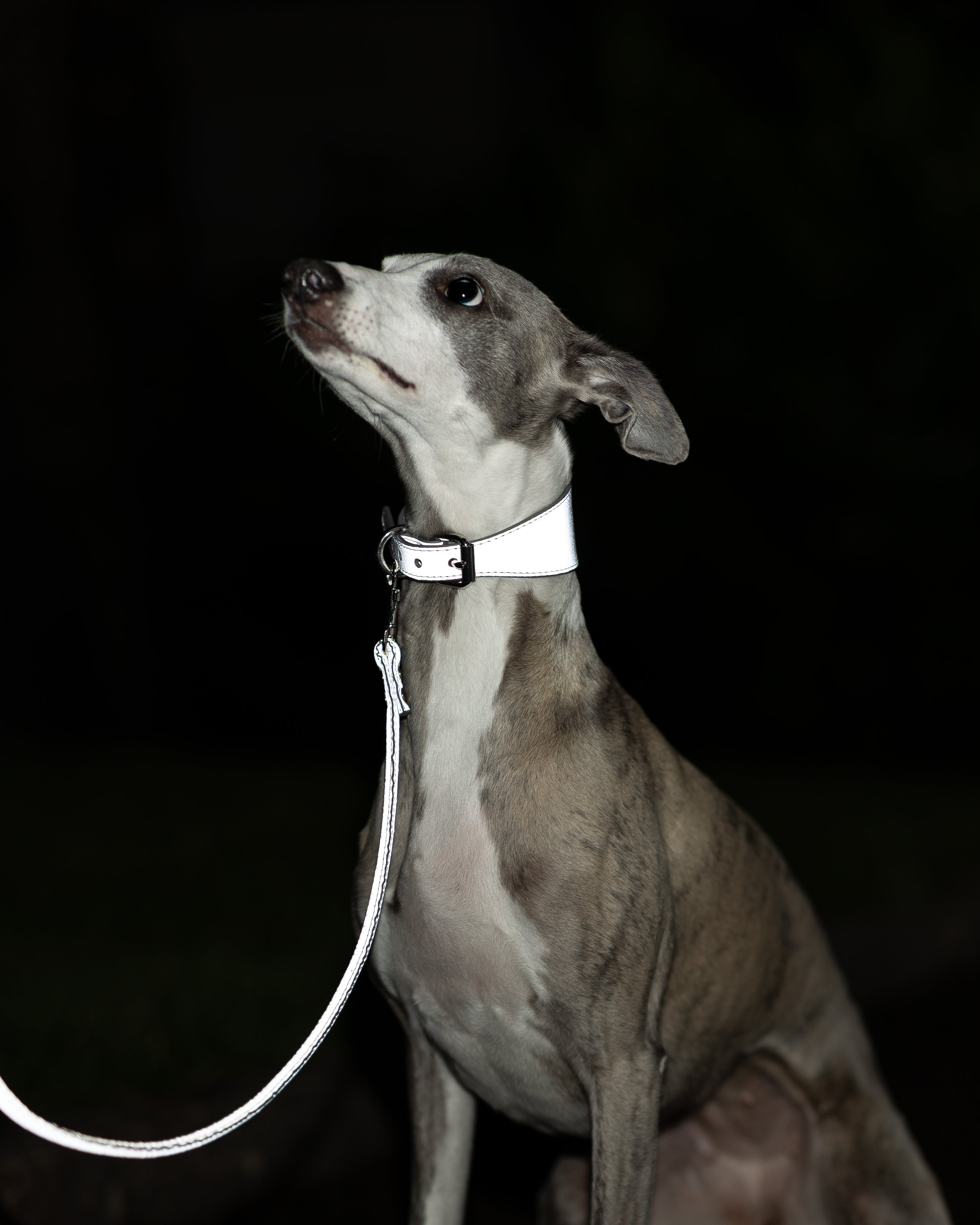 Collier de chien réfléchissant en argent large