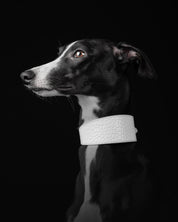Collier pour chien large en croco blanc