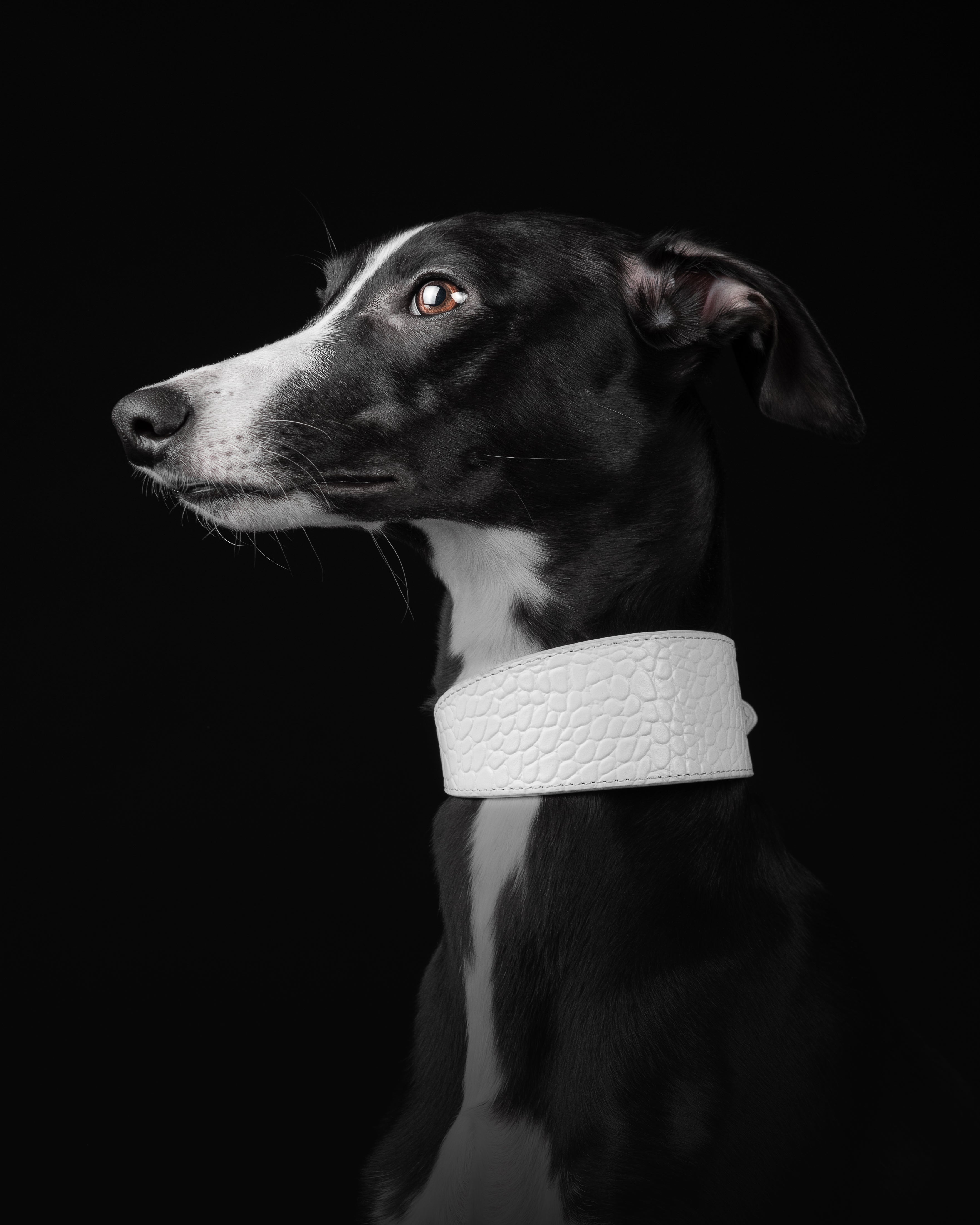 Collier pour chien large en croco blanc