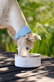 Bol pour chien blanc