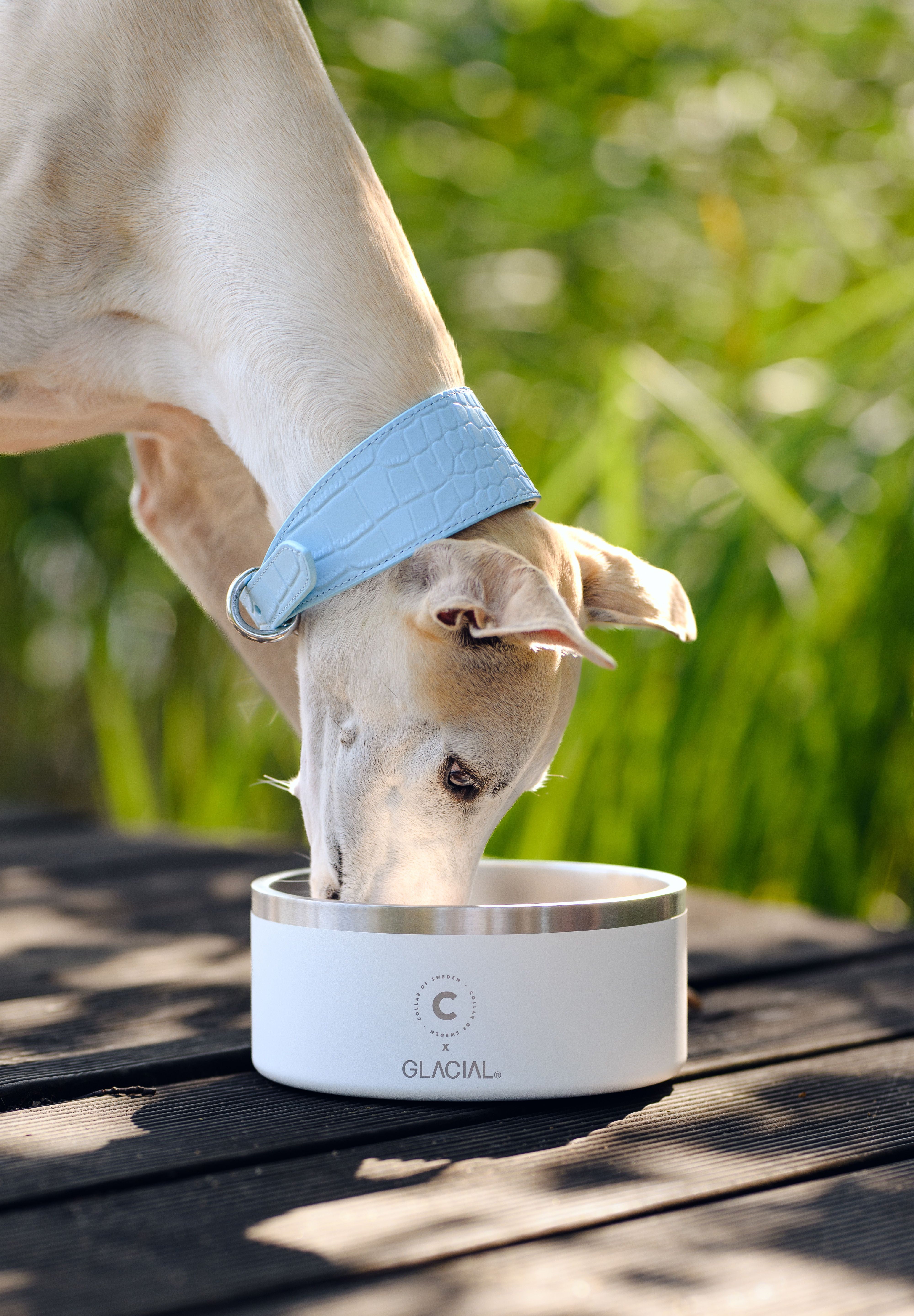 Bol pour chien blanc