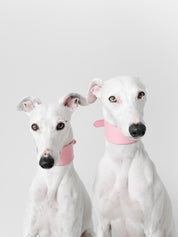 Collier de chien rose large 