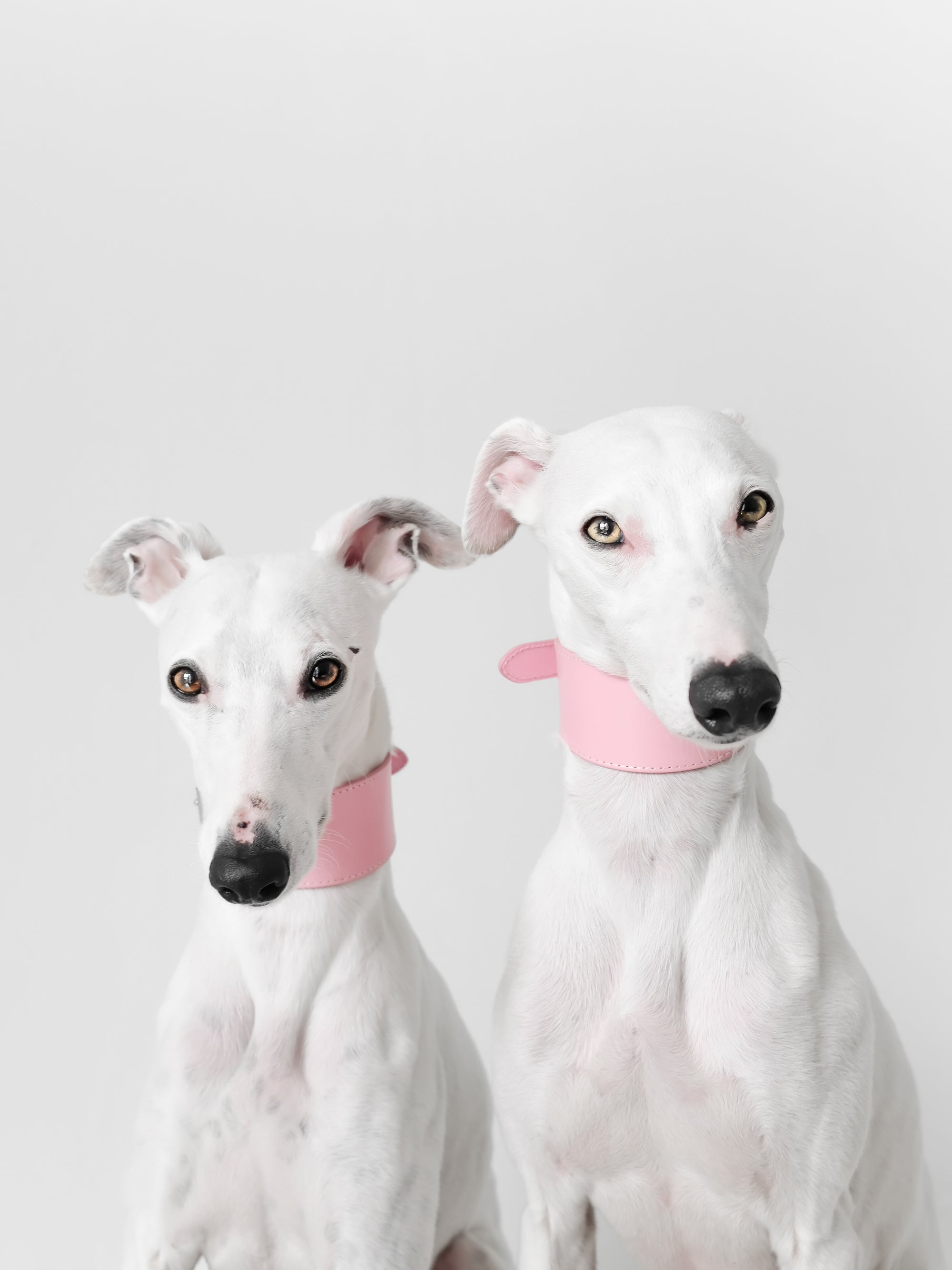 Collier de chien rose large 