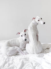 Collier de chien blanc large