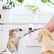Bol pour chien blanc