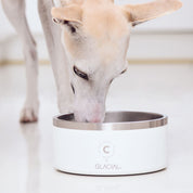 Bol pour chien blanc