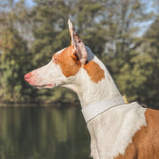 Collier de chien blanc fin
