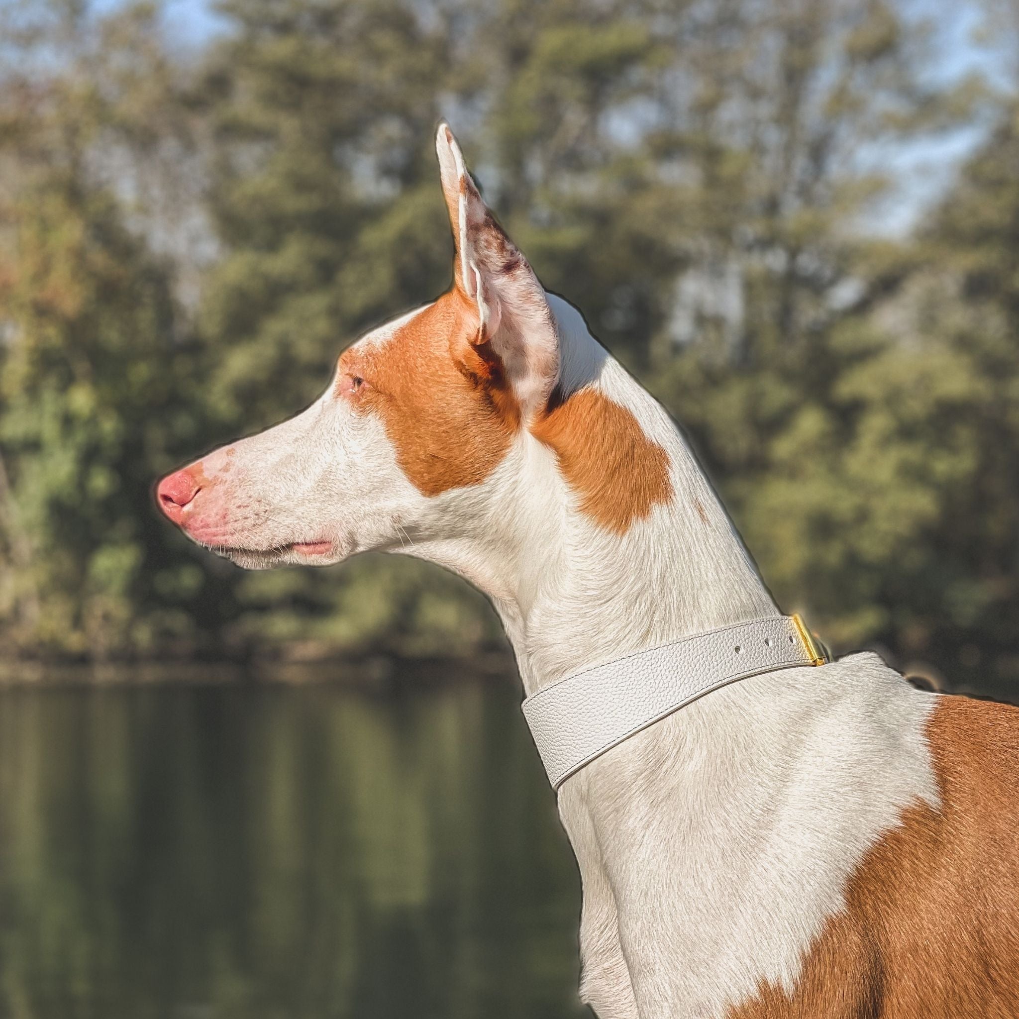 Collier de chien blanc fin