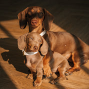 Collier de chien blanc fin