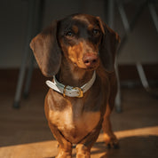 Collier de chien blanc fin