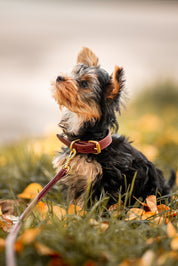 Collier de chien fin bordeaux