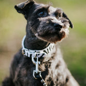 Collier pour chien Zèbre Thin