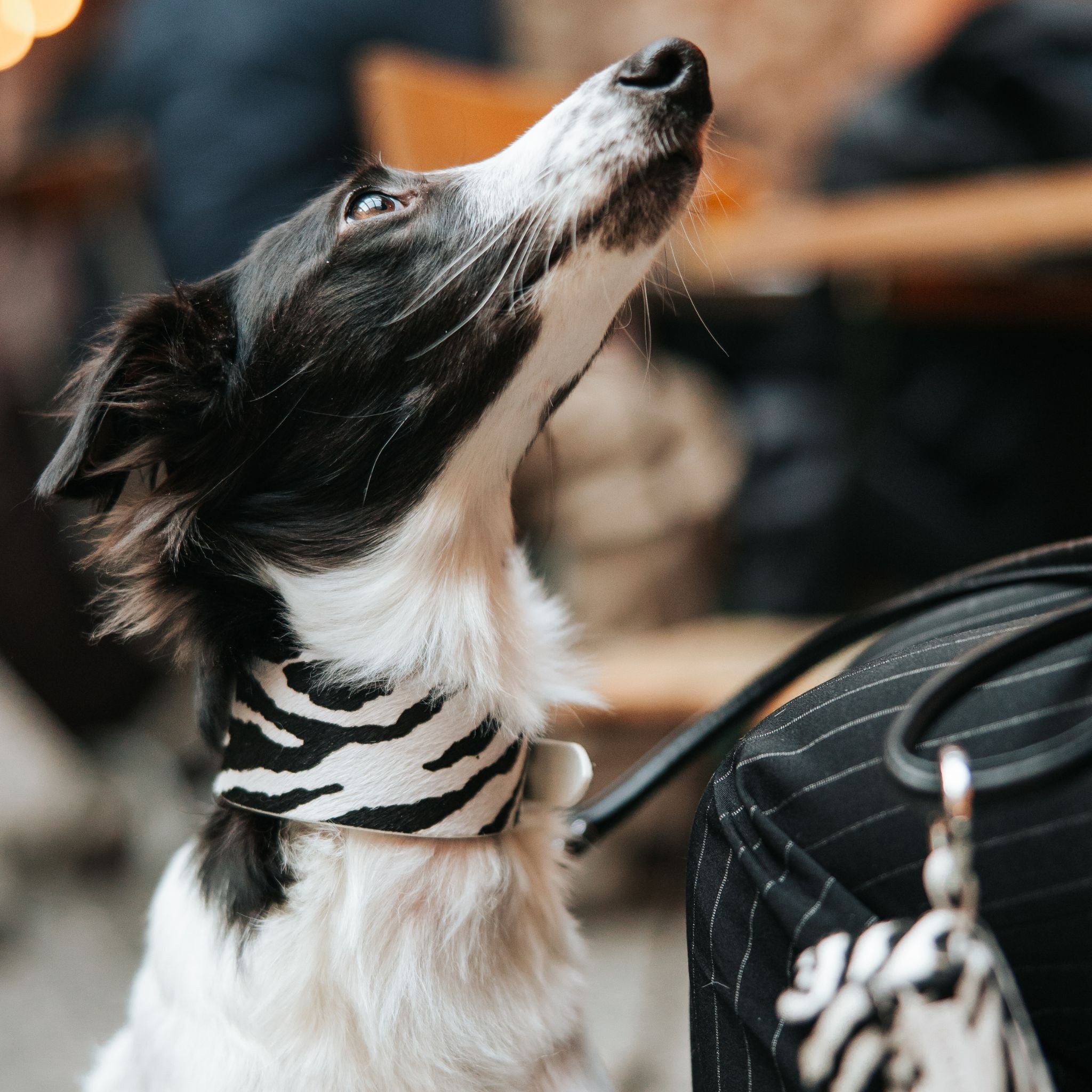 Collier de chien large Zèbre